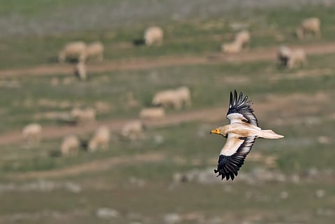 Almost half of migratory bird species now in decline: State of the World’s Birds