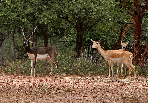 India’s eco-sensitive zones: Notified, filed, and forgotten