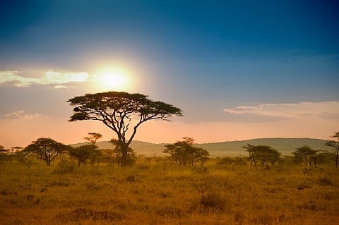 Planting trees in the wrong places is not a climate solution