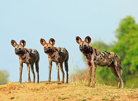 3 African wild dogs travelled over 4,000km to find mates — why that’s good news for the endangered species