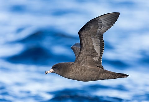 Seabird chick found with almost 900 plastic pieces in stomach, setting new pollution record