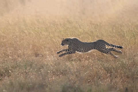 Cheetah Gaurav dies of weakness, severe dehydration