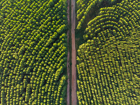 Eucalyptus monoculture plantation in Brazil’s Jequitinhonha Valley linked to water table drop of 4.5 metres in 45 years