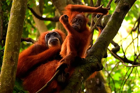 Permanently end wild animal imports: Wildlife organisations urge Vantara