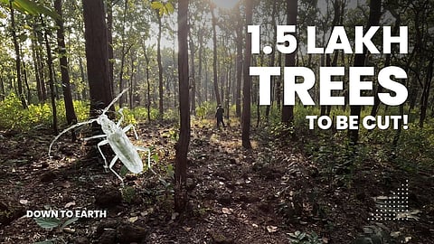 Why is Madhya Pradesh cutting 150,000+ trees? 