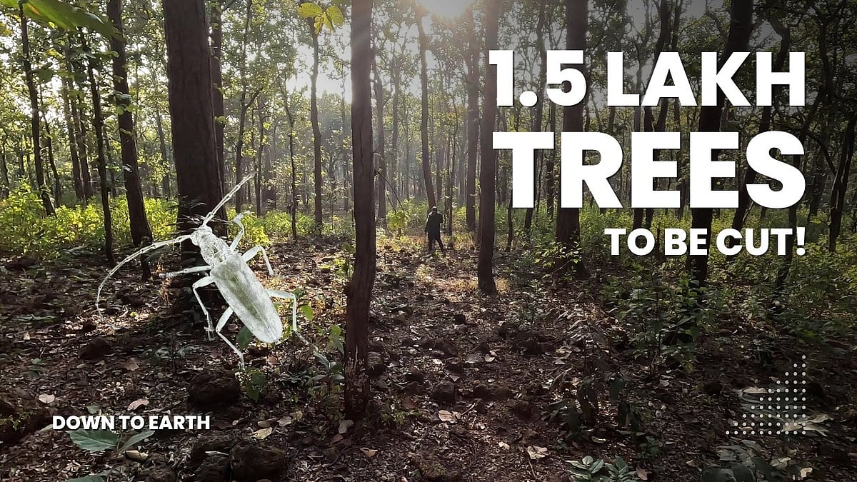 Why is Madhya Pradesh cutting 150,000+ trees?