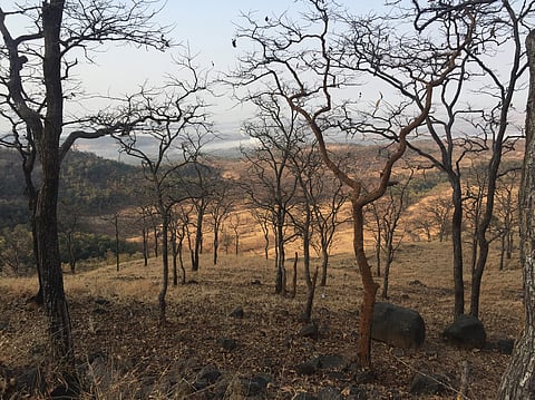 Maharashtra declares drought in 265 talukas as crop losses mount after weak monsoon