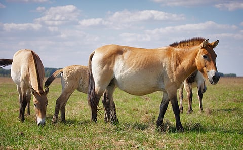 Birth of two young Przewalski’s horses after 200 years signals important milestone for Kazakhstan’s steppe
