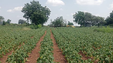 A farm in Kurla village, Beed district, Maharashtra, where the cotton plants had not even reached knee height. 