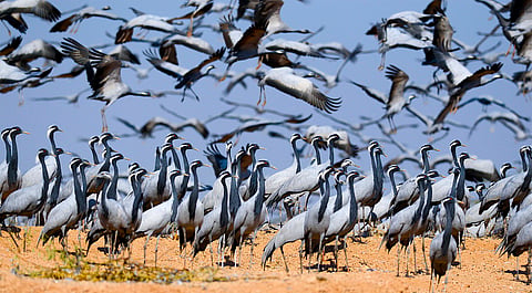Coming together for migratory bird conservation across the Central Asian Flyway