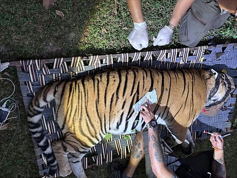 Tigress brought from Bihar for reintroduction in West Bengal’s Buxa Tiger Reserve