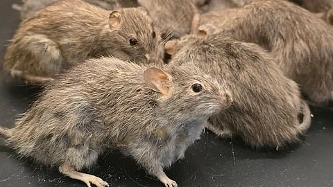 What are the three plague pandemics in human history?