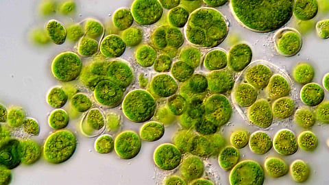 How pond algae led to a Nobel prize and a new way to study the brain