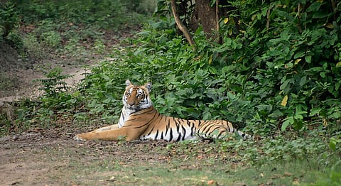 Tigress translocated to West Bengal, but prey density, staff shortage a challenge