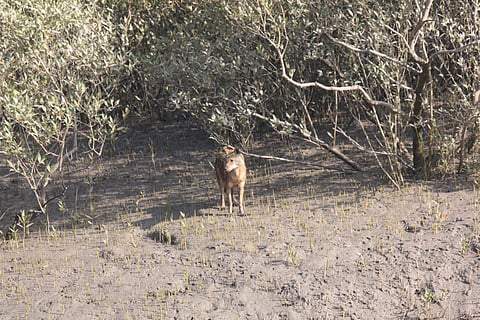 A golden jackal in Kachchh’s mangroves: How our research found a grassland mesocarnivore in a tidal forest