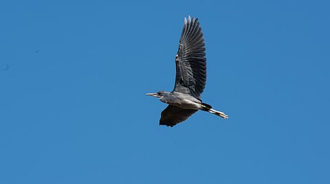 Slaty Egret’s behaviour shift signals how ecosystems are changing