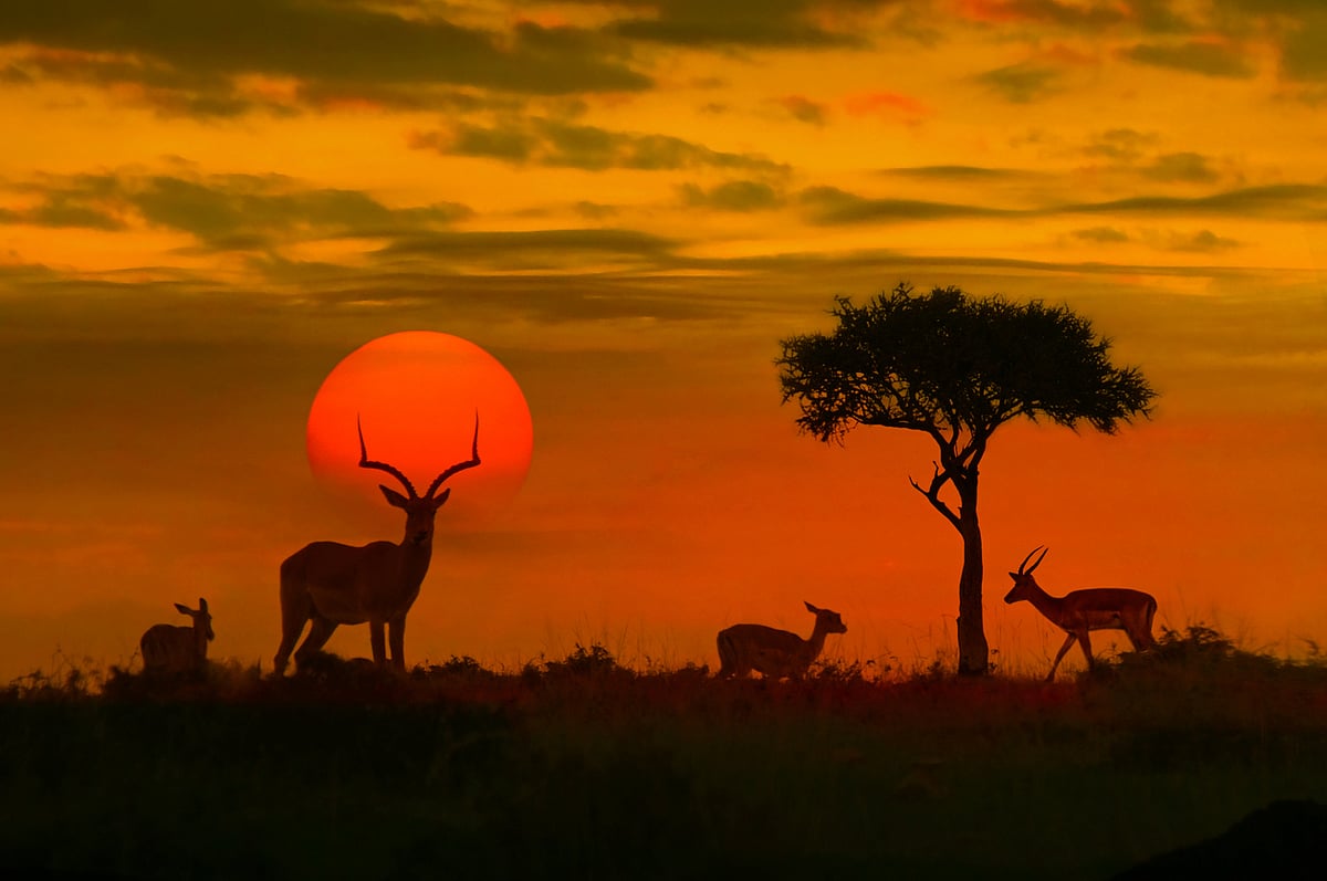 Africa lost 80% of monitored wildlife population size since 1970: WWF
