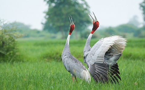 BNHS announces all-India Sarus crane survey