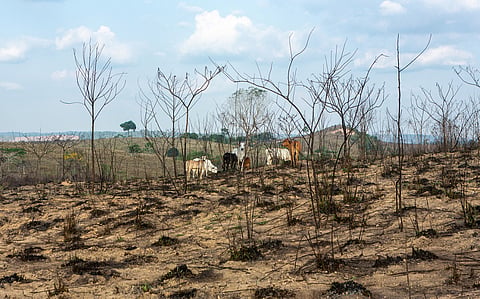 Over 75 per cent of world’s tropical forests experienced extreme droughts and heatwaves during 2023-24 El Niño year