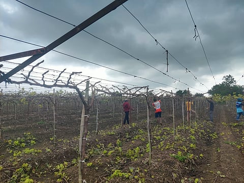 Grape vineyards in Maharashtra impacted by drought. 