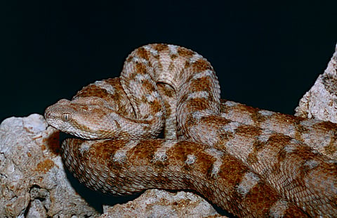 Egyptian Saw scaled Viper.