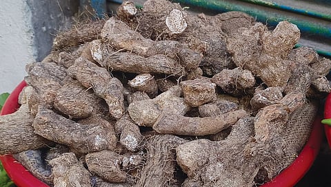 Taradi tuber usually grows in shady forest habitats at elevations of 600-1,000 metres 