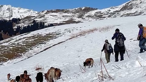 Shepherds from pastoral-nomadic communities move up and down the Himalayas round the year in search of fresh grass and optimal weather conditions 