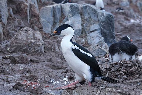 Phosphate from penguin droppings helps green algae growing on Antarctic snow thrive