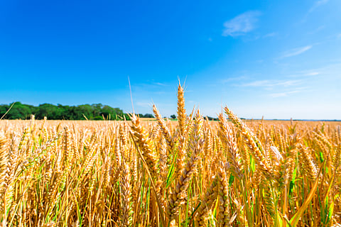 England records worst harvest in 42 years as extreme summer weather hits crops