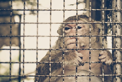 CBD COP17: New guide aims to put animal welfare at heart of biodiversity,  health policies