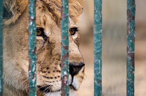 South Africa’s lion petting industry: we spent three years investigating and here’s what we found