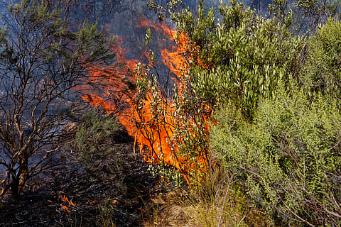 Climate change, drought and invasive vegetation make wildfires harder to control