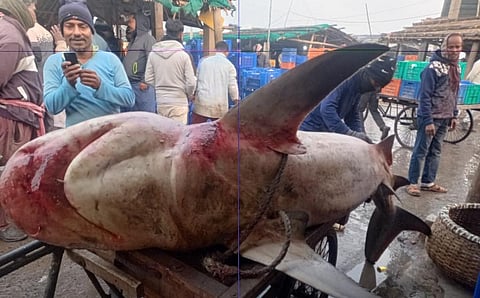 A shark in a market in Digha harbour. Photo: Jayanta Basu 
