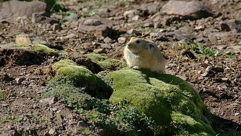A pika in Ladakh. Lagomorphs like rabbits and hares, pikas are suffering as people, in the name of improved harvesting techniques, collect every single apricot, leaving nothing for the animals. Photo: iStock