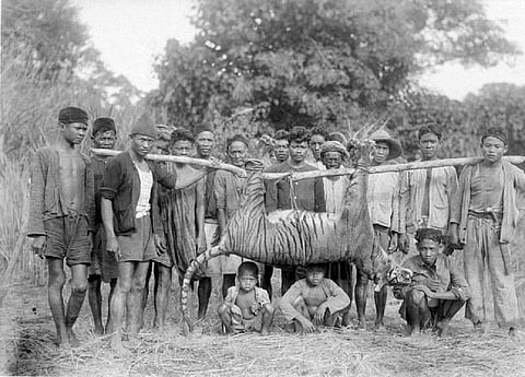 A group of men and children pose with a recently killed tiger in Malingping in Banten, West-Java in 1941. Photo: Wereldmuseum via Wikimedia Commons. CC BY-SA 3.0 