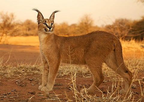 Protect India’s scrublands to save the caracal: Dharmendra Khandal & Ishan Dhar