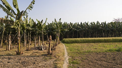 A banana plantation and a wheat field in West Bengal’s Bidupur growing side by side. Photo: KA Shreya / CSE
