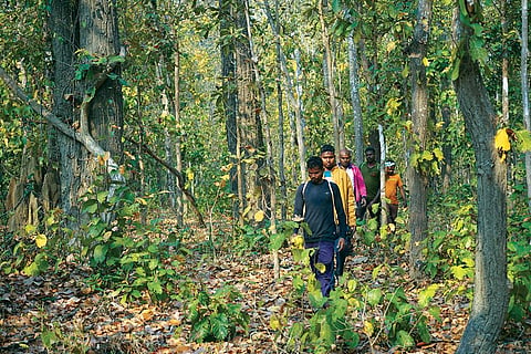Hathi mitras trek 5-15  km every day inside the Udanti-Sitanadi Tiger Reserve in Chhattisgarh to track the movement of elephants and alert village residents if the animals are in close proximity.  (Photographs: Prajjwal Thakur)