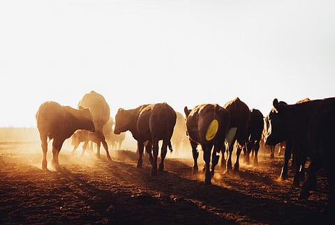 Photo: iStock