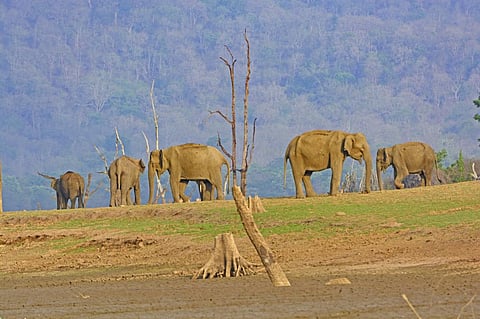 A wild elephant herd in Karnataka. Photo: iStock