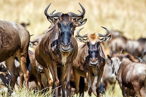 Wildebeests are large African antelopes. Photo: iStock