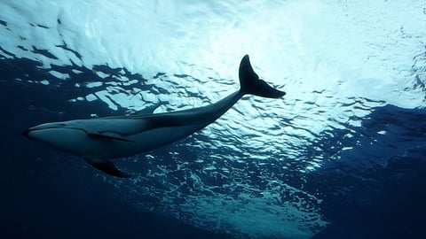 Photo: iStock