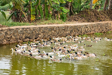 Photo: iStock