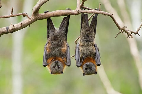 Photo: iStock