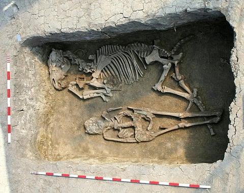 
Burial with a horse at the Rákóczifalva site, Hungary (8th century AD). Photo: Sándor Hegedűs / Hungarian National Museum (CC BY)
