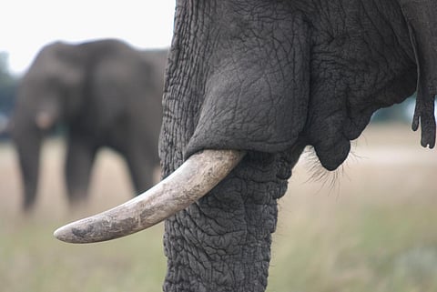 Photo: iStock
