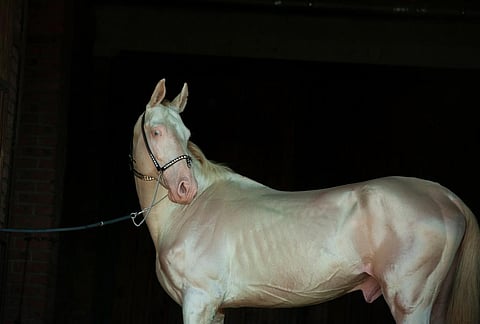 An Akhal-Teke stallion. Photo: iStock