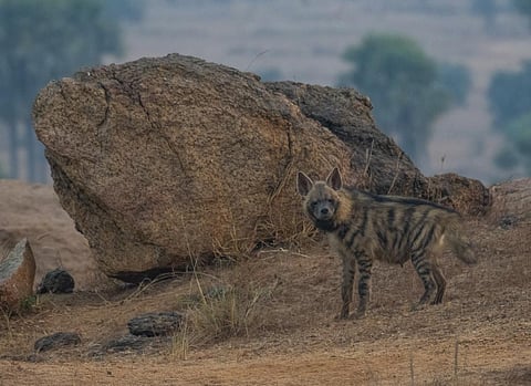 Striped hyena. Photo: Sarbajit Nandy / WTI 