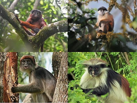 Examples of red colobus from west, central, and east Africa. From left to right, top: Western Red Colobus in Côte d'Ivoire, Pennant's Colobus on Bioko Island, Equatorial Guinea; and bottom: Ugandan red colobus in Uganda, and Zanzibar red colobus on Unguja Island, Zanzibar, Tanzania. Photos part of the study