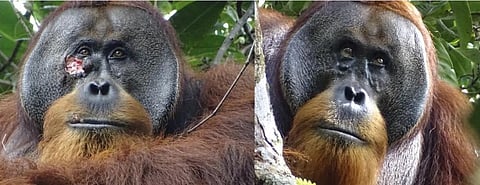 (Left) Rakus with the wound on his face. (Right) Five days after Rakus applied the sap and poultice, the wound closed. Photos from the study 
